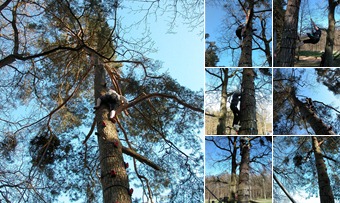 Baumkletter Beta Test 11x4 anzeigen