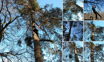 Best of Baumkletter Beta Test anzeigen