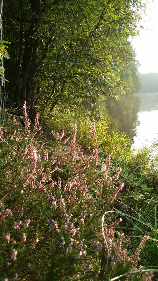 20140905_185225.jpg image